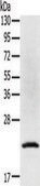 Anti-TP53I11 affinity isolated antibody