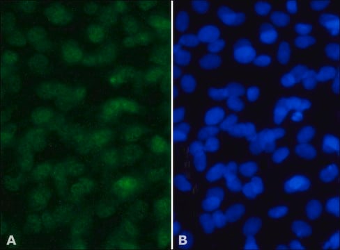 Anti-MSK-1 antibody produced in rabbit IgG fraction of antiserum, buffered aqueous solution