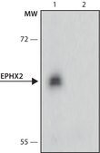 Monoclonal Anti-EPHX2 antibody produced in mouse clone EPHX2-A135, culture supernatant