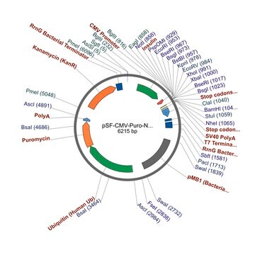 PSF-CMV-PURO-NH2-INSULINSP - INSULIN SECRETION PLASMID plasmid vector for molecular cloning