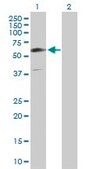 Anti-GIT2 antibody produced in rabbit purified immunoglobulin, buffered aqueous solution