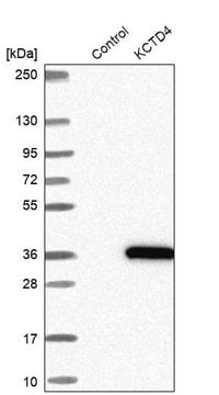 Anti-KCTD4 antibody produced in rabbit Prestige Antibodies&#174; Powered by Atlas Antibodies, affinity isolated antibody, buffered aqueous glycerol solution
