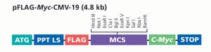pFLAG-Myc-CMV™-19 Expression Vector Shuttle vector for transient expression of secreted dual tagged N-terminal FLAG and C-terminal c-myc fusion proteins
