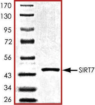 SIRT7, active, His tagged human recombinant, expressed in baculovirus infected Sf9 cells, &#8805;70% (SDS-PAGE), buffered aqueous glycerol solution