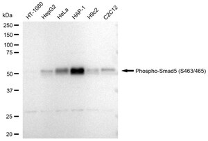 Anti-phospho-Smad5 (Ser463/465) Antibody, clone 23GB4075, Rabbit Monoclonal clone 23GB4075, recombinant rabbit monoclonal, expressed in HEK293 cells