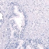 Monoclonal Anti-EOMES antibody produced in mouse Prestige Antibodies® Powered by Atlas Antibodies, clone CL15425, purified antibody (Protein A)