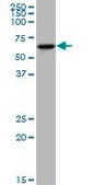Anti-KLHDC4 antibody produced in mouse purified immunoglobulin, buffered aqueous solution