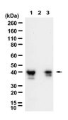 Anti-SBP-tag Antibody, clone 20 ZooMAb&#174; Mouse Monoclonal recombinant, expressed in HEK 293 cells