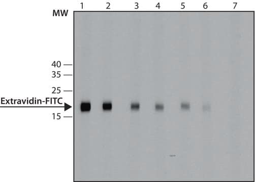 Anti-FITC antibody, Mouse monoclonal clone FL-D6, purified from hybridoma cell culture