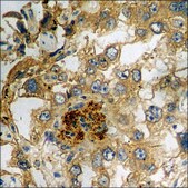 Anti-phospho-CD5 (pTyr453) antibody produced in rabbit affinity isolated antibody