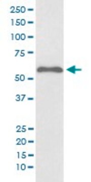 Monoclonal Anti-SMAD2 (phospho S255) antibody produced in rabbit clone HBE-19