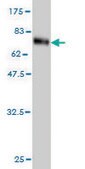 Monoclonal Anti-TNS4 antibody produced in mouse clone 3B8, purified immunoglobulin, buffered aqueous solution