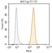 Anti-Tropomyosin Antibody, clone 1C5 ZooMAb® Rabbit Monoclonal recombinant, expressed in HEK 293 cells
