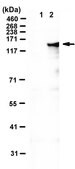 Anti-Nesprin-2/SYNE2