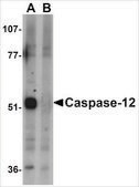 Anti-CASPASE-12 (ab2) antibody produced in rabbit affinity isolated antibody, buffered aqueous solution