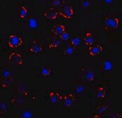 Anti-CX3CR1 antibody produced in rabbit affinity isolated antibody