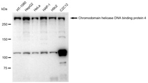 KD-Validated Anti Chromodomain helicase DNA binding 4 Antibody, clone 23GB1310, Rabbit Monoclonal clone 23GB1310, recombinant rabbit monoclonal, expressed in HEK293 cells