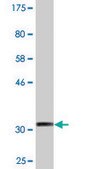 Monoclonal Anti-IFITM2, (N-terminal) antibody produced in mouse clone 1F2, purified immunoglobulin, buffered aqueous solution