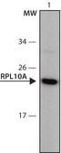 Anti-RPL10A (36-50) antibody produced in rabbit IgG fraction of antiserum, buffered aqueous solution