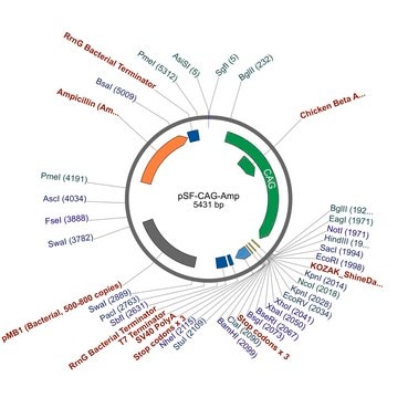 PSF-CAG-AMP - CAG PROMOTER PLASMID plasmid vector for molecular cloning