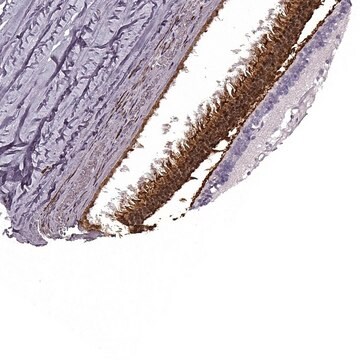 Anti-PDC antibody produced in rabbit Prestige Antibodies&#174; Powered by Atlas Antibodies, affinity isolated antibody