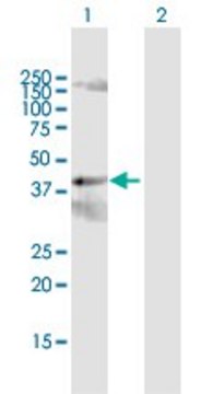 Anti-PCYT2 antibody produced in rabbit purified immunoglobulin, buffered aqueous solution