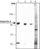 Anti-Importin 4 (N-terminal) antibody produced in rabbit ~1.0 mg/mL, affinity isolated antibody