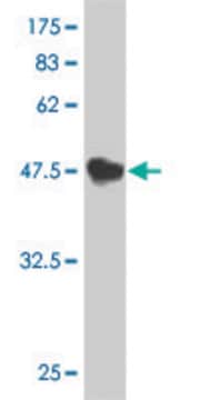 Monoclonal Anti-TNFSF13 antibody produced in mouse clone G3, purified immunoglobulin, buffered aqueous solution