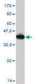 Monoclonal Anti-CD40LG antibody produced in mouse clone 2E2, purified immunoglobulin, buffered aqueous solution