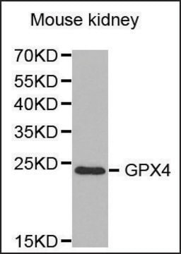 Anti-GPX4 antibody produced in rabbit affinity isolated antibody