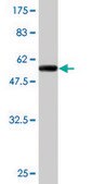 Monoclonal Anti-XPO5 antibody produced in mouse clone 2C5-1B3, purified immunoglobulin, buffered aqueous solution