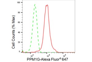 KD-Validated Anti PPM1G Antibody, clone 23GB2585, Rabbit Monoclonal clone 23GB2585, recombinant rabbit monoclonal, expressed in HEK293 cells