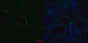 Anti-AQP2 antibody produced in rabbit affinity isolated antibody