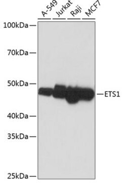 Anti-ETS1 Antibody, clone 5P4K1, Rabbit Monoclonal