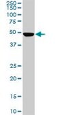 Monoclonal Anti-PNMA1 antibody produced in mouse clone 4G6, purified immunoglobulin, buffered aqueous solution