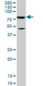Monoclonal Anti-MFN2, (C-terminal) antibody produced in mouse clone 6A8, purified immunoglobulin, buffered aqueous solution