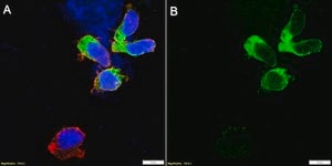 Anti-HLA-DRB1 Antibody, clone 4D12 ZooMAb&#174; Rabbit Monoclonal recombinant, expressed in HEK 293 cells