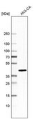 Anti-FAM84B antibody produced in rabbit Prestige Antibodies&#174; Powered by Atlas Antibodies, affinity isolated antibody, buffered aqueous glycerol solution