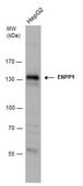 Anti-ENPP1 antibody produced in rabbit affinity isolated antibody, buffered aqueous solution