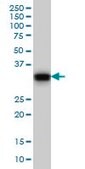 Monoclonal Anti-GAS2 antibody produced in mouse clone 4E11, purified immunoglobulin, buffered aqueous solution