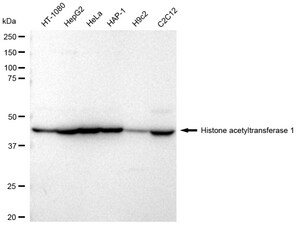 KD-Validated Anti Histone acetyltransferase 1 Antibody, clone 23GB2090, Rabbit Monoclonal clone 23GB2090, recombinant rabbit monoclonal, expressed in HEK293 cells
