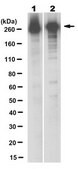 Anti-Acetyl CoA Carboxylase 1 Antibody, clone 7H4.2 clone 7H4.2, from mouse