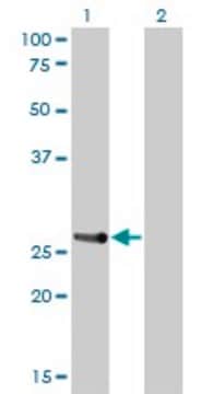 Monoclonal Anti-HOXA7 antibody produced in mouse clone 2F2, purified immunoglobulin, buffered aqueous solution
