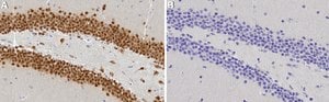 Anti-NeuN Antibody serum, from guinea pig