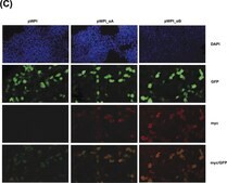 抗-GFP，N端 兔抗 ~1.0&#160;mg/mL, affinity isolated antibody, buffered aqueous solution