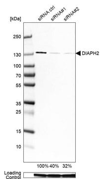 Monoclonal Anti-DIAPH2 antibody produced in mouse Prestige Antibodies&#174; Powered by Atlas Antibodies, clone CL1111, purified immunoglobulin, buffered aqueous glycerol solution