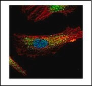 Anti-PDCD6 antibody produced in rabbit affinity isolated antibody, buffered aqueous solution