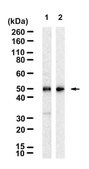 Anti-GPR37 Antibody, clone 1E14 ZooMAb® Rabbit Monoclonal recombinant, expressed in HEK 293 cells