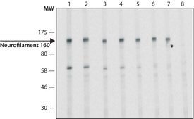 Anti-Neurofilament 160 antibody, Mouse monoclonal clone NN18, purified from hybridoma cell culture