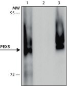 Monoclonal Anti-PEX5 antibody produced in mouse clone PEX5-B173, culture supernatant